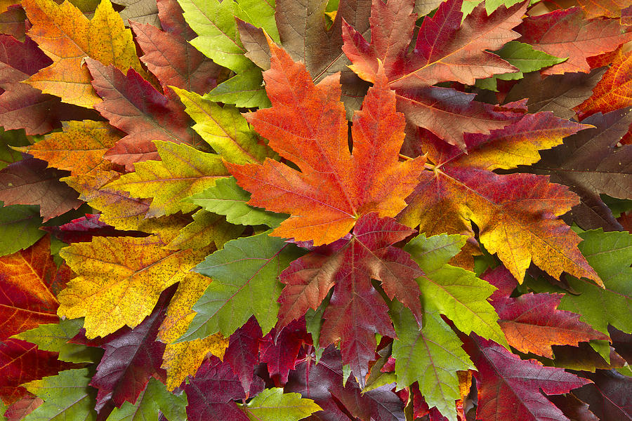 maple-leaves-mixed-fall-colors-background-david-gn