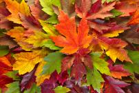 maple-leaves-mixed-fall-colors-background-david-gn